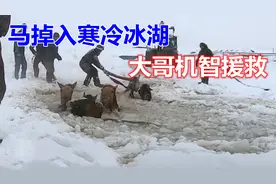 11匹马掉入寒冷冰湖，6位农民大哥机智的援救，马儿最终都得救了