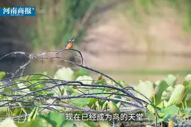 2020全国两会《万类霜天竞自由》视频封面