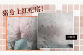 猪身上长红疙瘩，这个问题越来越多，分享一个实用解决办法视频封面