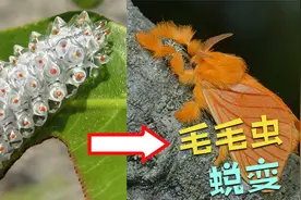 4种神奇的毛毛虫蜕变，叶子上晶莹剔透的不是宝石，而是毛毛虫视频封面