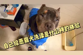 恶霸犬洗澡容易吗？需要去宠物店吗？UP主亲自上阵看看效果如何！