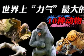 世界上力气最大的10种动物，你知道拉82吨重物是什么概念吗？视频封面