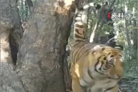 从家族鼎盛到寥寥可数东北虎经历了什么？揭秘全球老虎栖息地版图视频封面