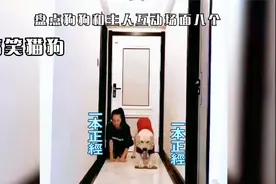 搞笑猫狗：盘点狗狗和主人互动场面，忍住别乱笑哦。。视频封面