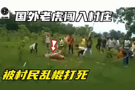 国外老虎闯入村庄，被村民乱棍打死，太残忍了，场面震撼视频封面