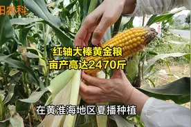 亩产高达2470斤，这个玉米品种，抗倒抗病又耐涝，红轴大棒黄金粮视频封面