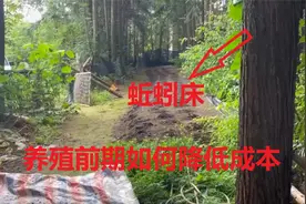 蚯蚓养殖前期如何降低成本，小妹分享一个低成本产量高的养殖方式视频封面