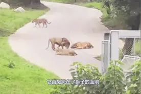 实拍动物保护区一幕，老虎遇见狮子，直接被吓趴在地上