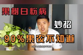 苹果树白粉病一招教你搞定 用草木灰这样做就行 99%果农不知道