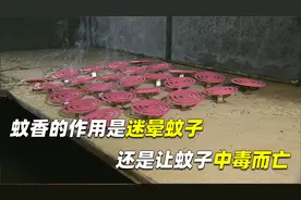 蚊子是被蚊香熏晕的，还是直接中毒而亡，蚊香中究竟有什么？视频封面