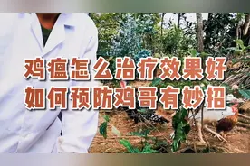 鸡瘟用什么药最有效、日常养殖如何预防，鸡哥这样解决！视频封面