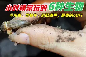 小时候常见的虫子，斗米虫、地牯牛、彩虹锹甲，我们错过了60万视频封面