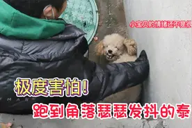 小泰迪跑到角落瑟瑟发抖，露出凶狠的牙齿 被救后狗狗笑得特别甜视频封面
