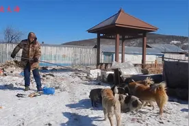 大海制作抓狗工具，铁丝，铁管全用上，狗太聪明，抓不住啊视频封面