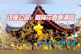 6万平米，1000多品种！市区唯一以腊梅为主题的公园，精致优雅视频封面