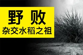 袁隆平的三系杂交水稻是如何产生的？一切都源自叫『野败』的水稻