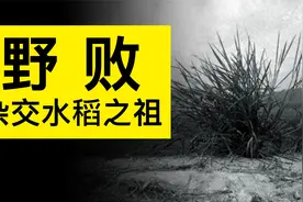 袁隆平的三系杂交水稻是如何产生的？一切都源自叫『野败』的水稻