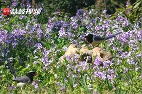 与花共舞！南京东郊二月兰樱花提前绽放 红嘴蓝鹊绣眼鸟争相露脸视频封面