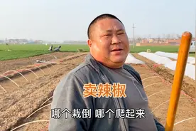 老爸卖辣椒被亲戚忽悠，十亩地竟然才卖5000元，老妈急的现场嘲讽视频封面