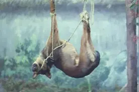 女人爱吃狗肉，坚信狗肉可以延年益寿，结果死后遭到惩罚，奇幻剧视频封面