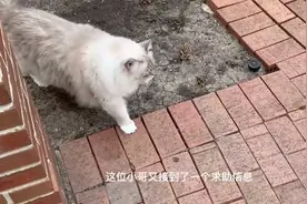 漂亮流浪猫背后莫名有道伤，小哥：当你需要，我们就是守护视频封面