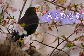 黑乌鸫叫声美，连口大唱铿锵婉转有气势，嘹亮高音能传几里地视频封面
