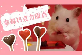 草莓巧克力甜点，小仓鼠吃完美美哒视频封面