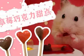 草莓巧克力甜点，小仓鼠吃完美美哒视频封面