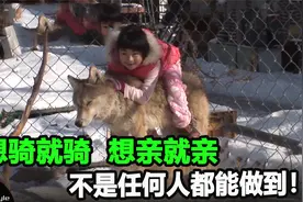 养头狼做宠物，没事骑着遛一遛，小女孩就是这么狂！视频封面