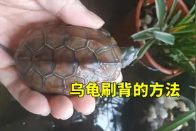 乌龟可以刷背部吗？刷乌龟壳有什么好处和危害，草龟刷背的方法