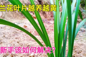 兰花叶片越养越黄，新手该如何解决？3分钟教会你方法！视频封面