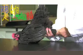 鸡的人工输精技术，一起来看看母鸡人工输精怎么做视频封面