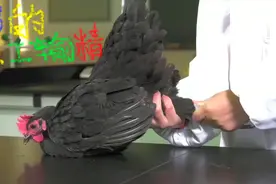 鸡的人工输精技术，一起来看看母鸡人工输精怎么做视频封面
