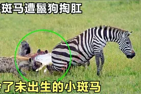 怀孕的斑马惨遭鬣狗掏肛，被鬣狗活活咬死，可怜了未出生的小斑马视频封面