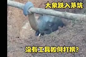 大象意外跌入茅坑，群众没有救援工具如何打捞？视频封面