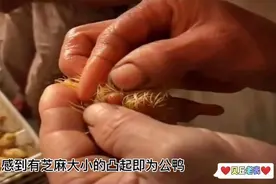 11.选择鸭苗有方法，雏鸭遍地走，教你明辨谁雌雄