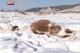 宾县：怀孕黄牛中毒死亡，究竟是谁下黑手？视频封面