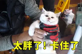 猫咪因太胖被卡墙缝出不来，急的喵喵直叫，幸得好心大叔出手相助