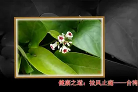 金博士：祛风止痛鸡屎藤-台湾视频封面