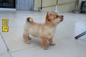 喜欢跟主人握手的小奶狗第一次吃骨头，狼吞虎咽瞬间秒完，太萌了视频封面