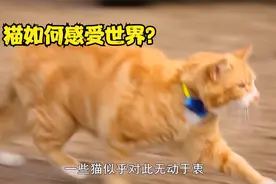 对猫的发现：猫如何感受世界？猫咪带上GPS，猎食路线大公开！视频封面