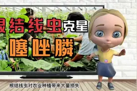 根结线虫的克星——噻唑膦，操作不当极容易出现药害，千万注意！视频封面