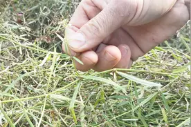 您认识白花蛇舌草吗？以前到处都是，现在都很难找到了