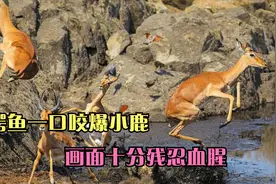 小鹿陷入沼地动弹不了，惨遭鳄鱼一口咬爆！下场太残忍了十分血腥视频封面