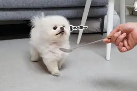 给狗狗喂药，给狗狗恶心的受不了了视频封面