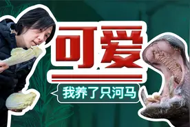 养只河马是个什么体验？