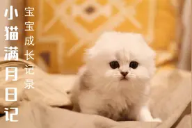 小奶猫从出生到会走会跳，萌翻了......