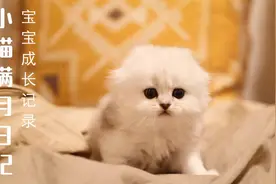 小奶猫从出生到会走会跳，萌翻了......