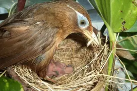 人工繁殖画眉鸟，大笼模仿野生环境，成功繁育出画眉鸟幼鸟