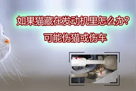 如果猫藏在发动机里怎么办？可能伤猫或伤车视频封面